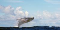 Краткая информация о китах Китообразные интересные факты