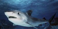 Виды акул: описание классов и разновидностей